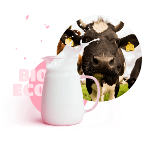 jug of milk and cow